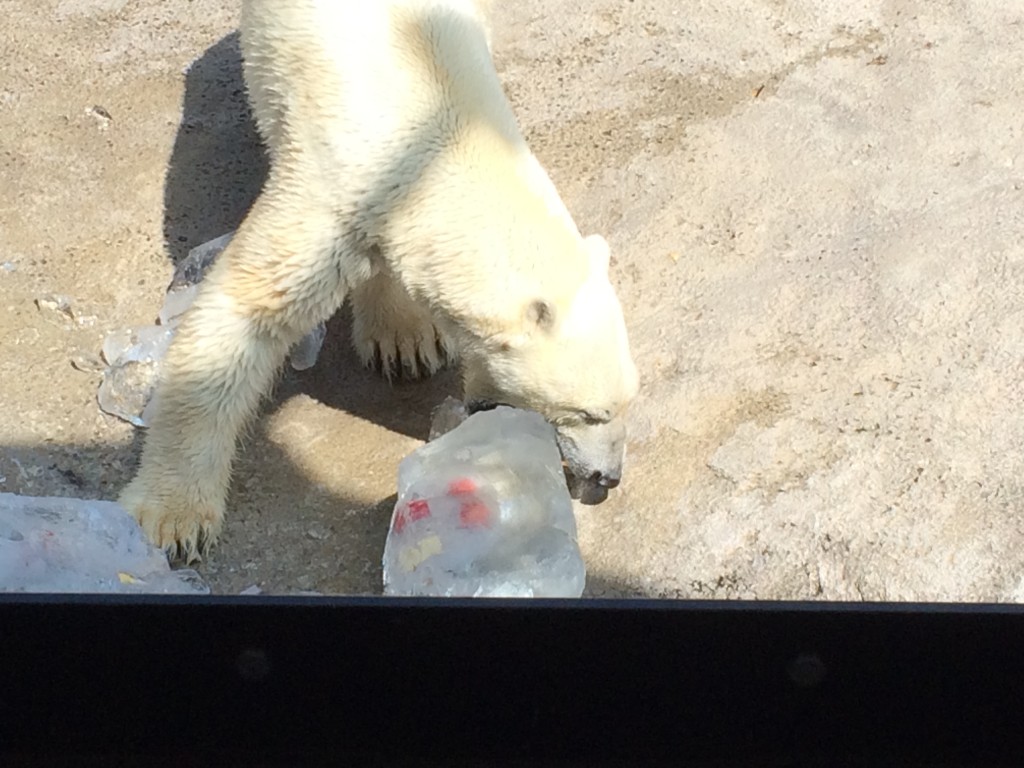 旭山動物園クマ