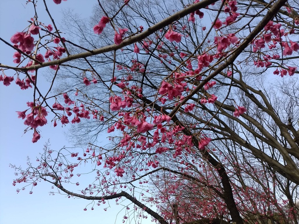 上野公園桜2016-3-20