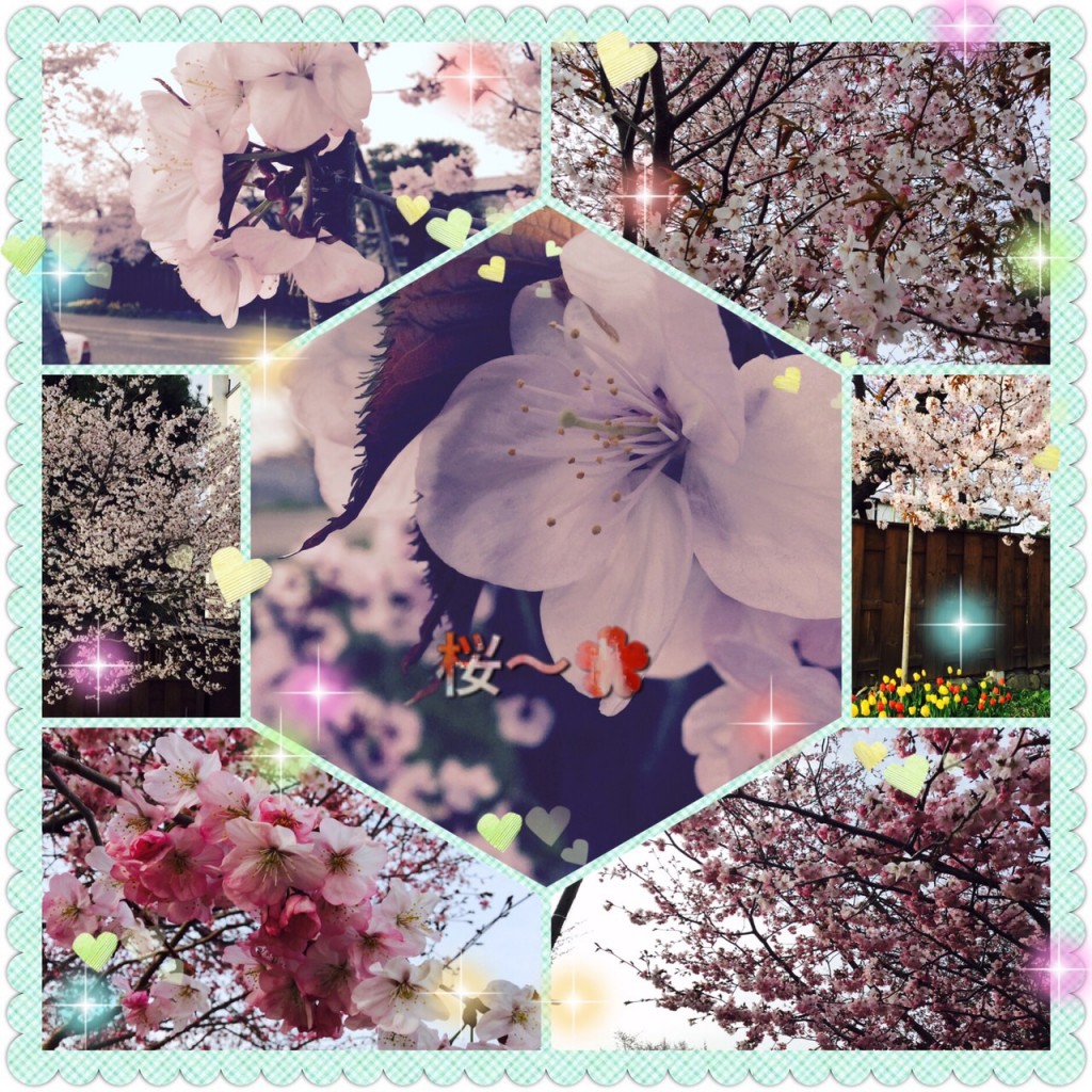 桜2016